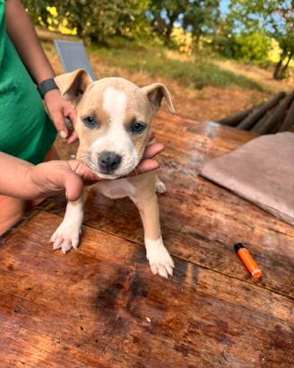 Cuciolo amstaff