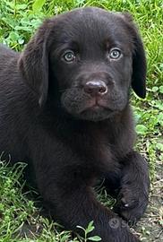 Quasi regalati cuccioli dí Labrador cioccolato