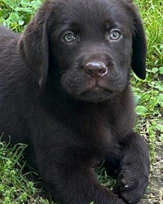 Quasi regalati cuccioli dí Labrador cioccolato