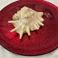 Conchiglia Lambis Truncata