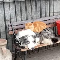 Cuccioli border collie