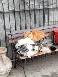 Cuccioli border collie