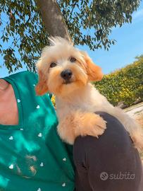 Dora, cucciola di maltipoo
