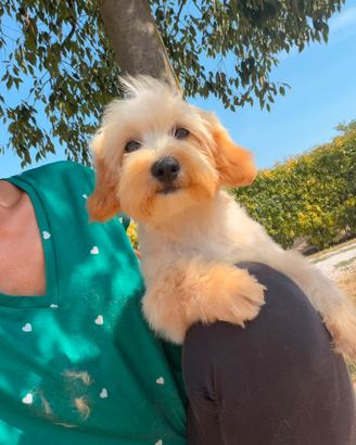 Dora, cucciola di maltipoo