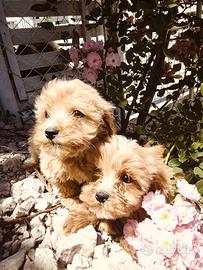 Cuccioli di Maltipoo Dip IMMEDIATA