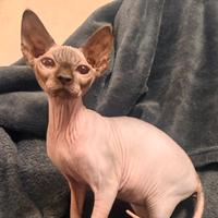 Sphynx femmina