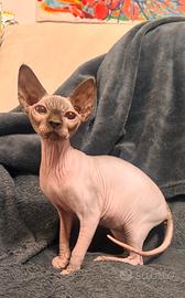 Sphynx femmina