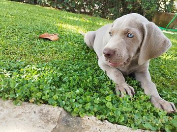 Cucciolo Weimaraner Alta Genealogia