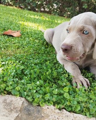 Cucciolo Weimaraner Alta Genealogia