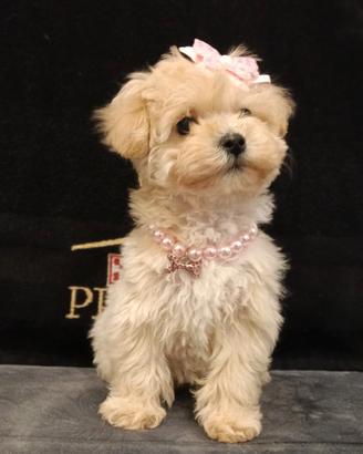 Femmina maltipoo