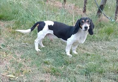 Segugio piccolo del Bernese