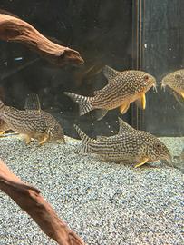 Corydoras sterbai