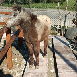 Pony falabella con documenti