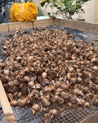 Bulbi di zafferano DOP de L’Aquila