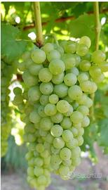 Terreno Agricolo a Villa Lagarina