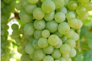 Terreno Agricolo a Villa Lagarina