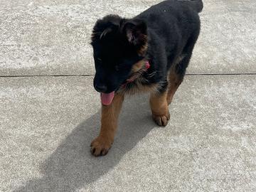 Cuccioli di pastore tedesco di 3 mesi