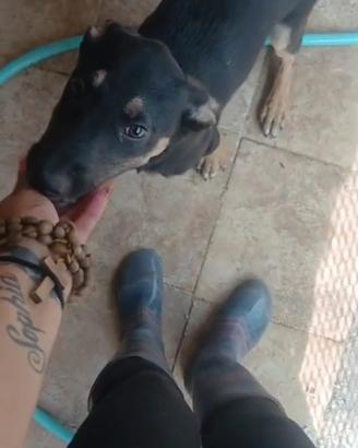 Animali