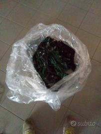 cordoni luci natalizie