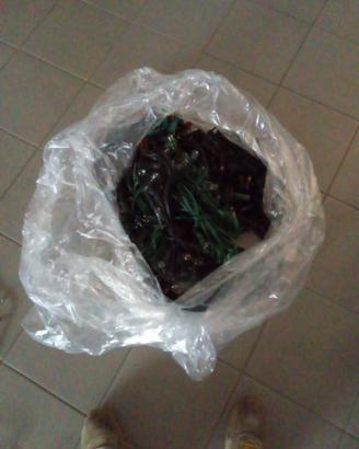 cordoni luci natalizie