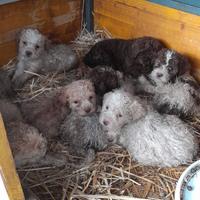 Cuccioli di Lagotto romagnolo originali 50 giorni