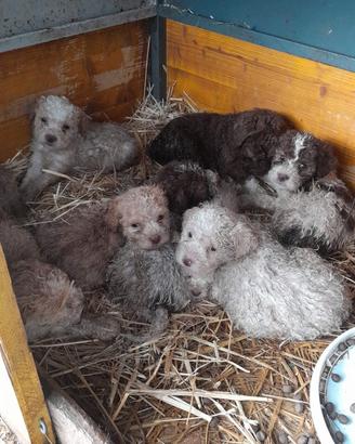 Cuccioli di Lagotto romagnolo originali 50 giorni