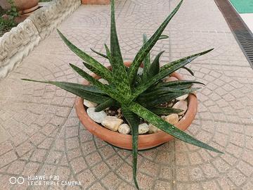 pianta grassa gasteria maculata in vaso