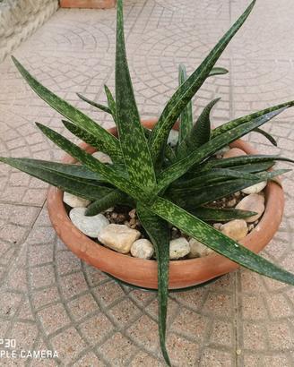 pianta grassa gasteria maculata in vaso