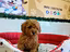 Immagine 3