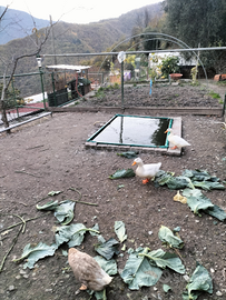 Maschi anatra Pechino e Galli Livornesi