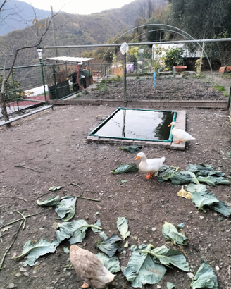 Maschi anatra Pechino bianca