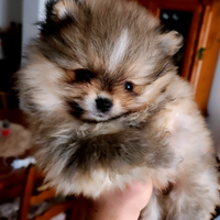 Spitz Pomerania