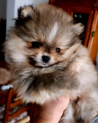 Spitz Pomerania