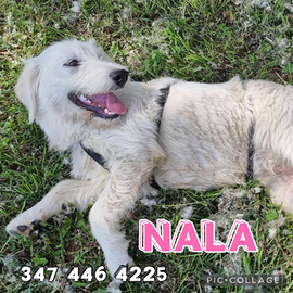 Nala, 4 mesi, taglia media