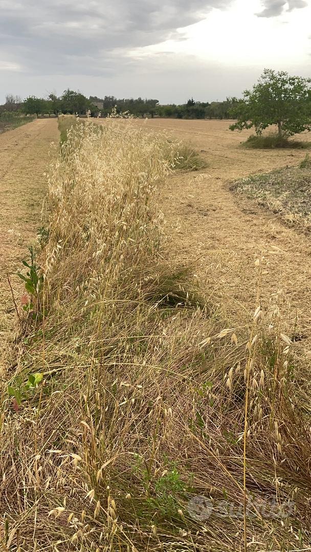 Terreno agricolo edificabile in c/d Camarda - Altro