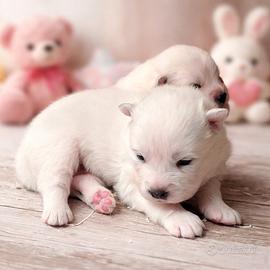 Cuccioli di Samoiedo con Pedigree