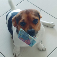 Jack Russell stupendo disponibile gratis