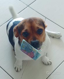 Jack Russell stupendo disponibile gratis