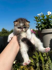 Cuccioli Exotic shortair