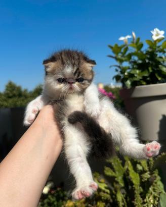 Cuccioli Exotic shortair