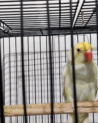 Coppia di Parrocchetti Dal Collare