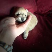 Cucciola di volpino italiano