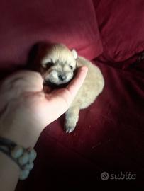 Cucciola di volpino italiano