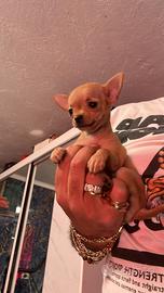 Chihuahua mini Toy fulva