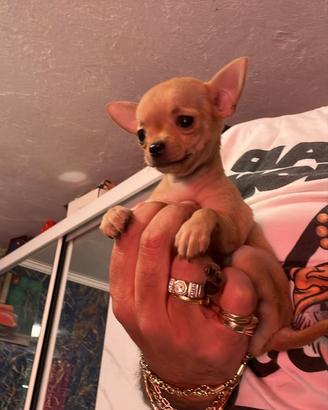Chihuahua mini Toy fulva