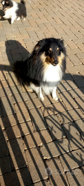 Pastore shetland il piccolo lassie in miniatura