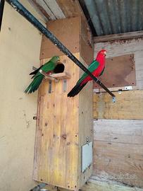 Coppia parocchetto reale australiano