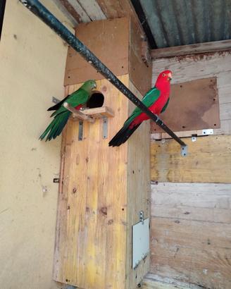Coppia parocchetto reale australiano