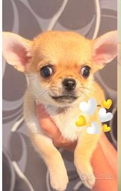 Cuccioli chihuahua