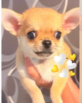 Cuccioli chihuahua